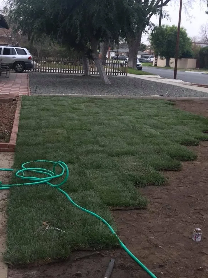 Freshly laid sod rolls with irrigation hose on prepared soil and brick lawn edging