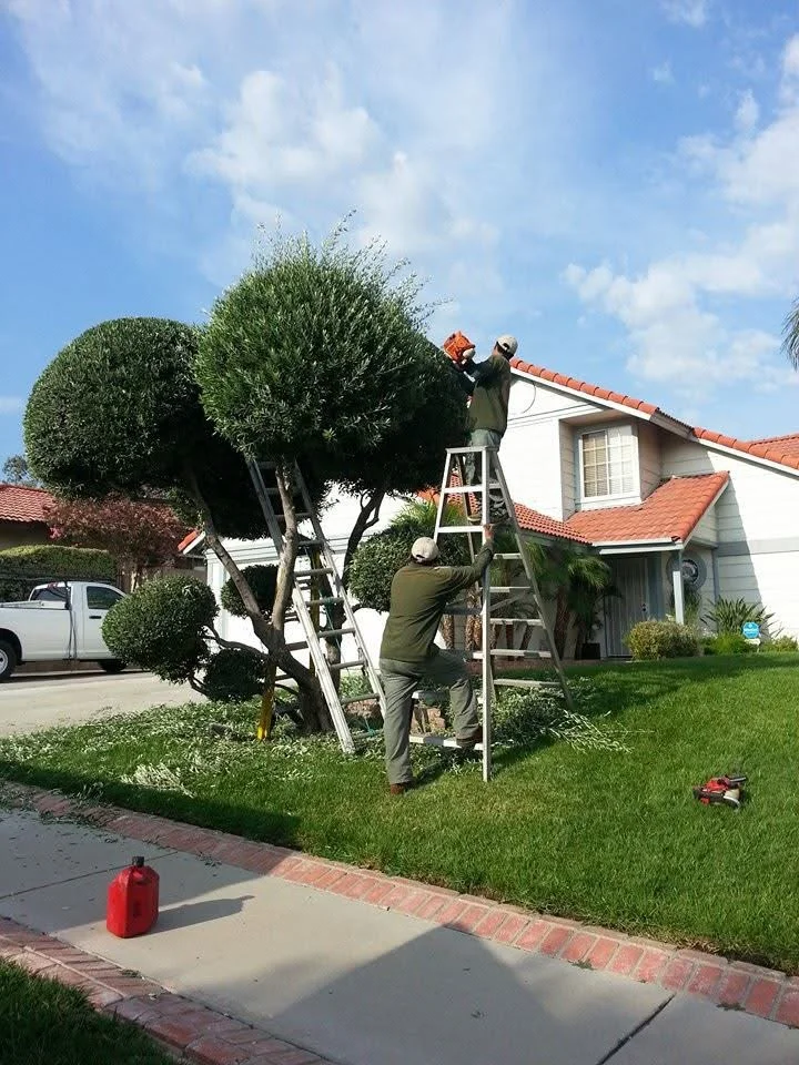 Arborist on ladder trimming large ornamental tree with hand pruning tools