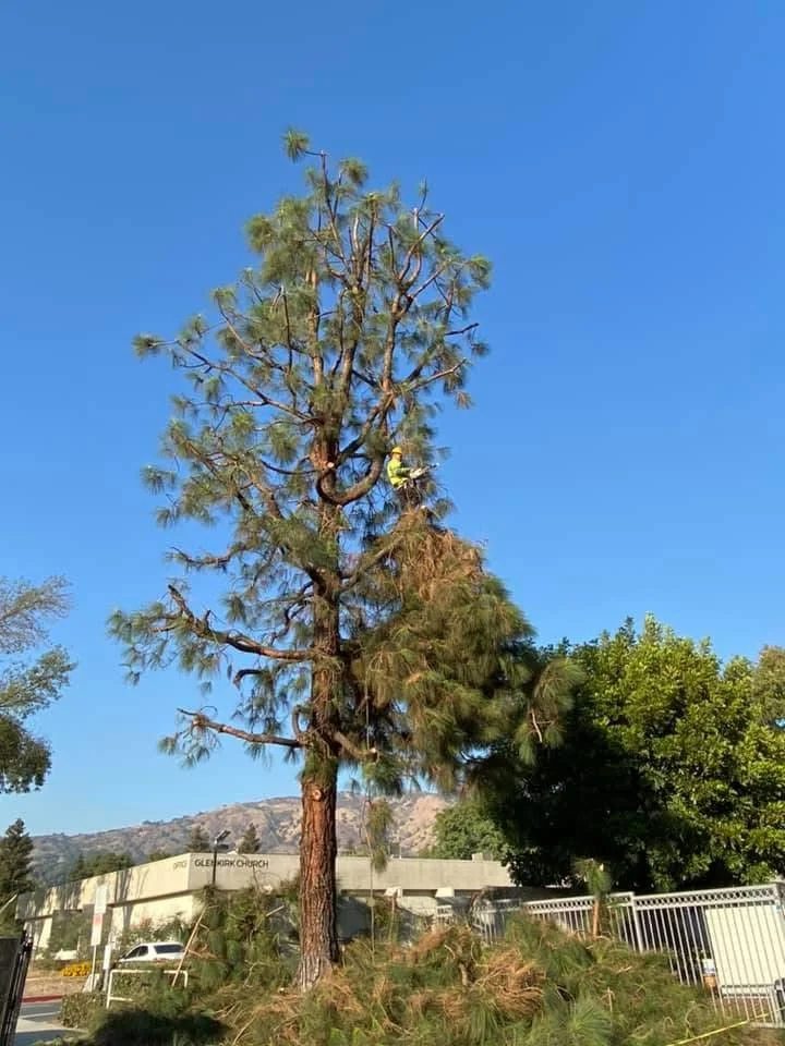 Arborist pruning dead branches from tall conifer tree with climbing equipment