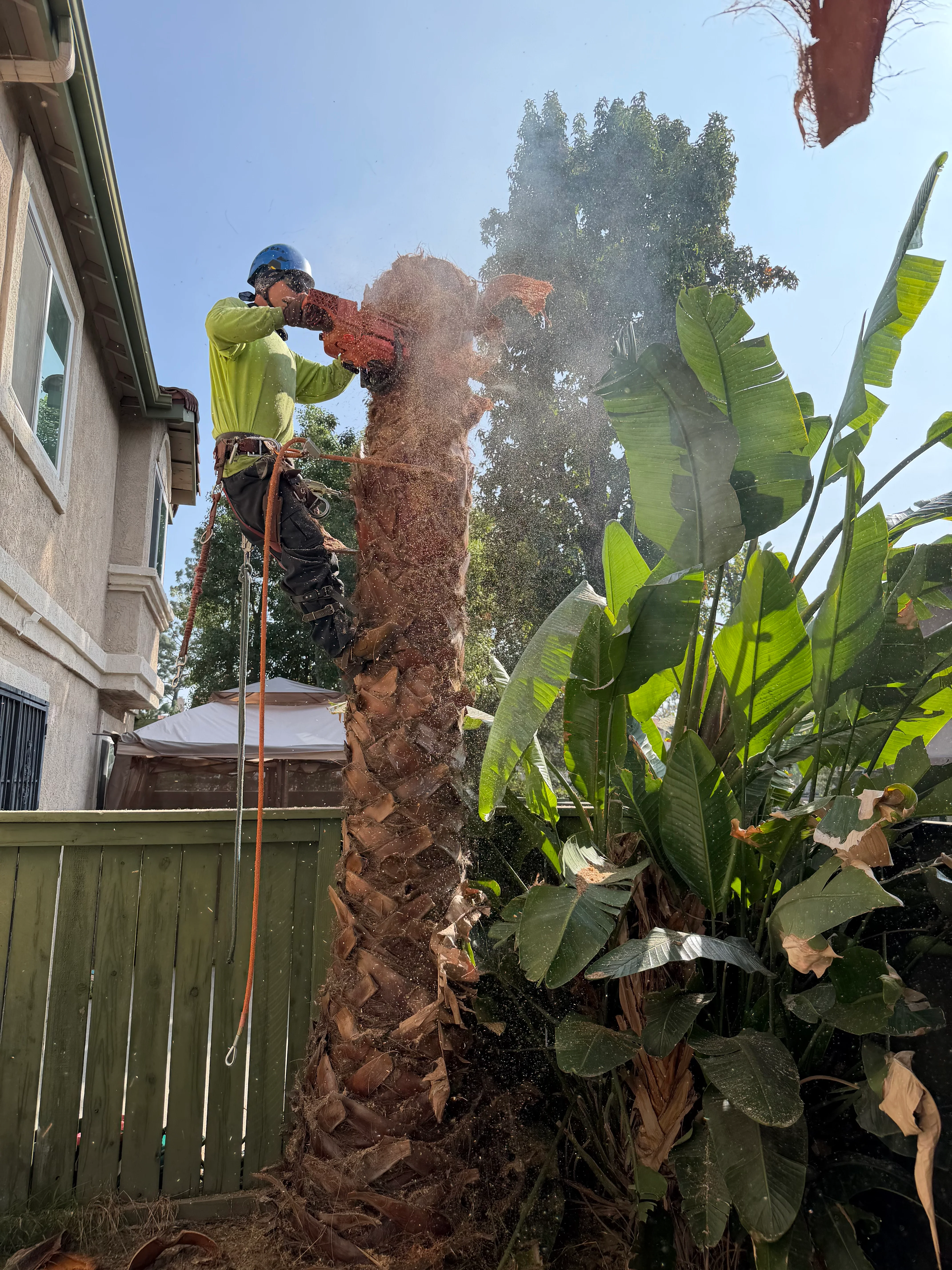 Arborist in safety gear removing palm tree trunk with rope rigging and water spray
