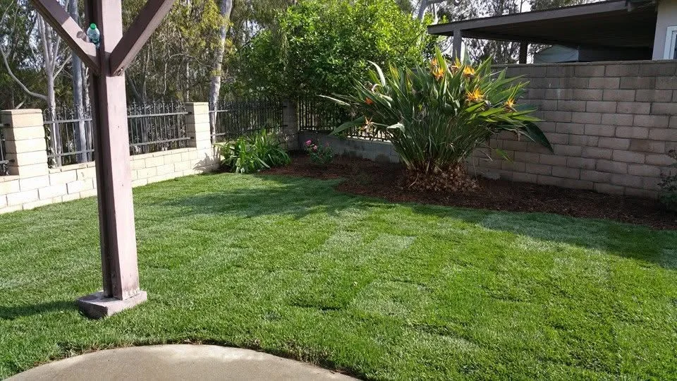 Lush green lawn with mulched planting beds, tropical plants, and mature trees in residential backyard
