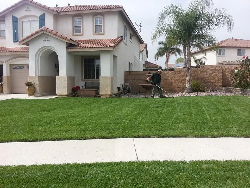 Technician maintaining newly installed sod lawn with palm trees and wood fence visible