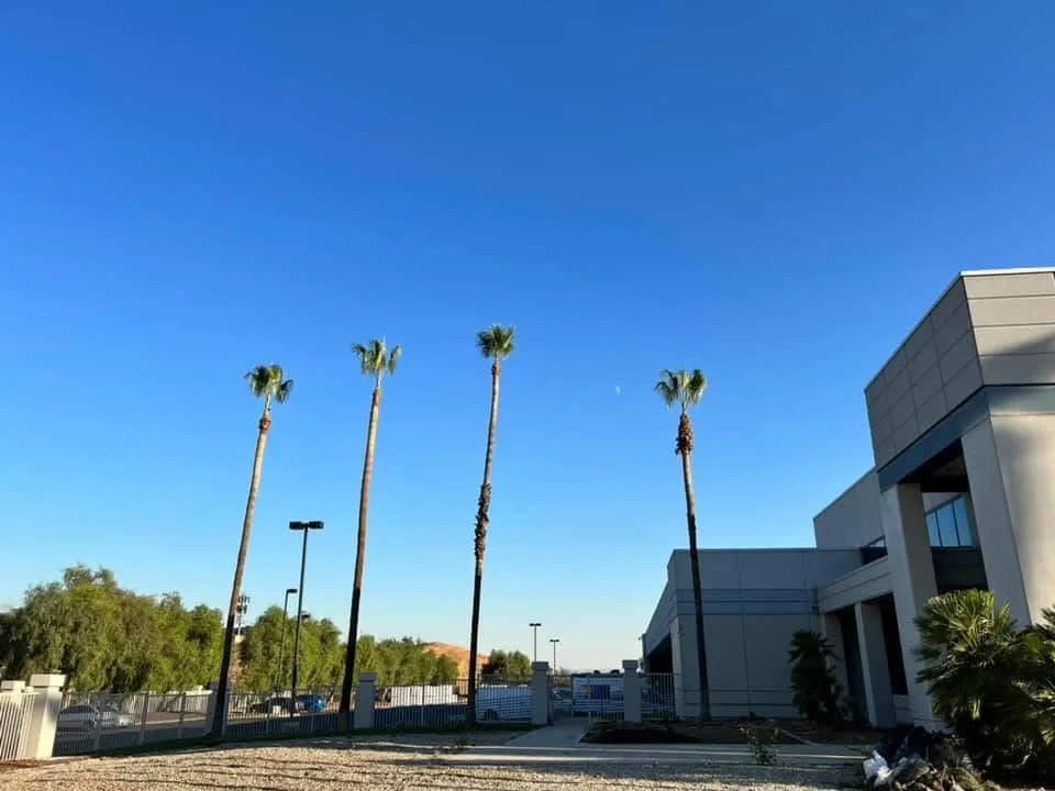 Four tall palm trees trimmed and maintained at commercial property with modern building