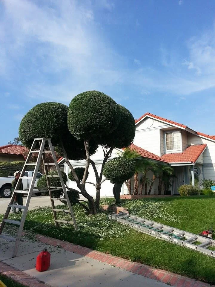 Large topiary trees with rounded canopies being pruned with ladder and hand tools in residential yard