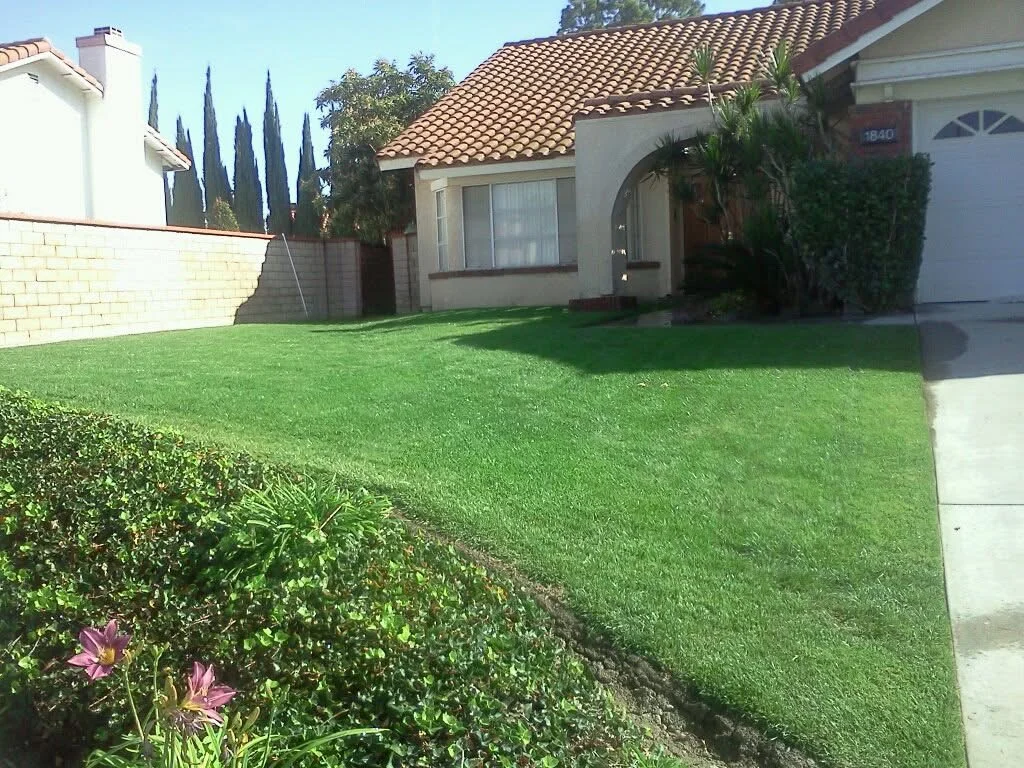 Manicured lawn with trimmed hedges, flowering plants, and mature trees in residential yard