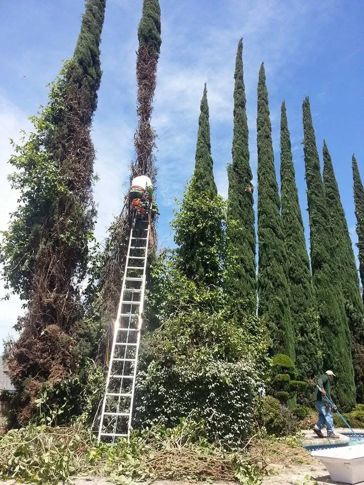 Worker on ladder trimming tall Italian cypress tree with multiple green columnar trees in background