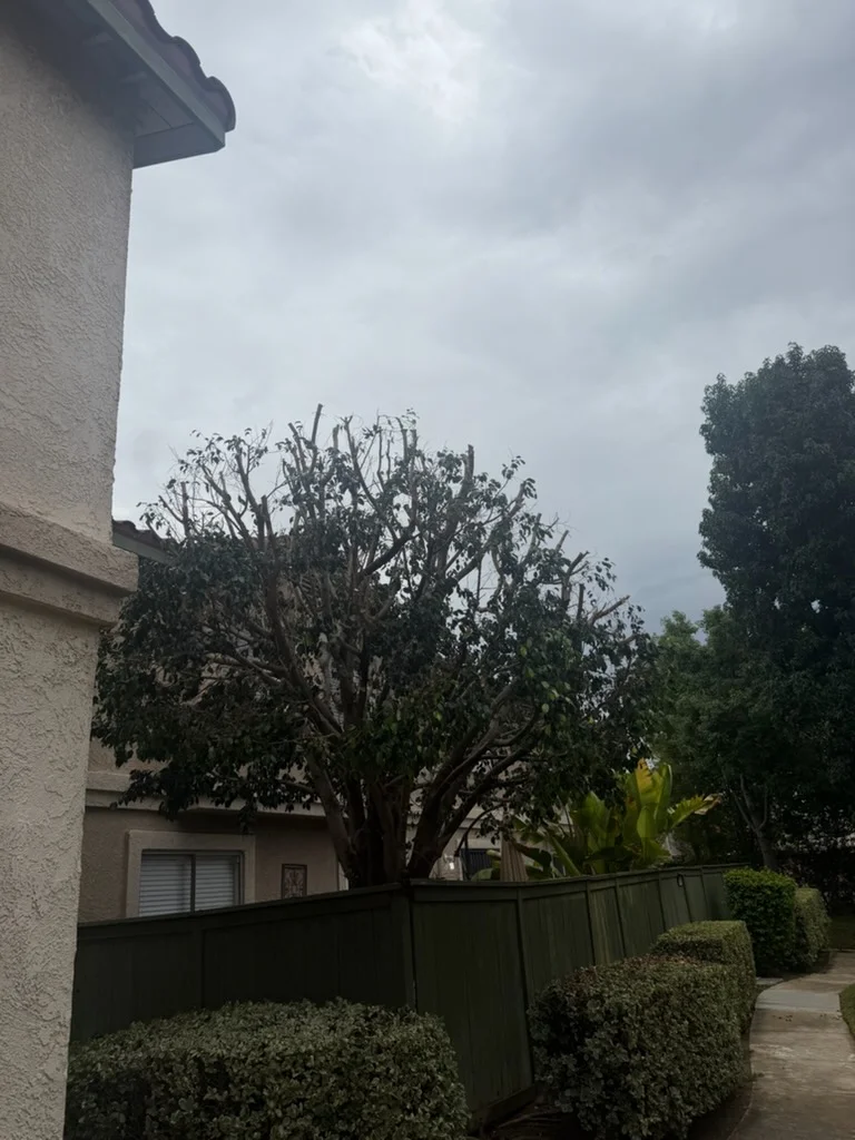 Residential backyard after tree removal, showing metal fence and manicured hedges