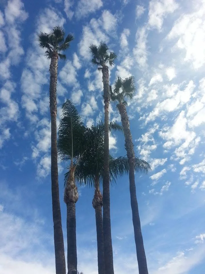 Tall Washington palm trees with trimmed canopies against blue sky