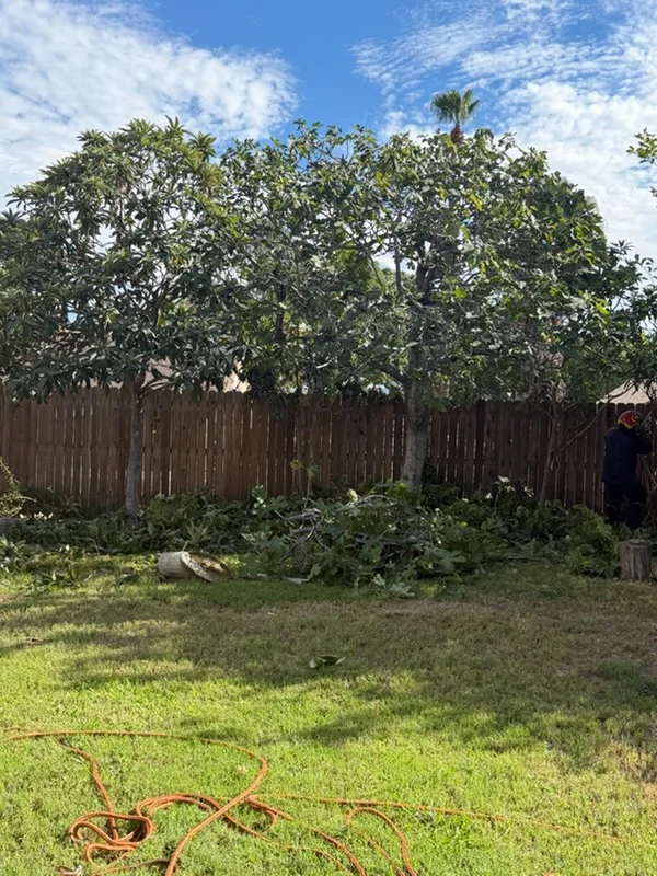 Large mango tree with selective branch trimming, wooden fence, cleared yard debris