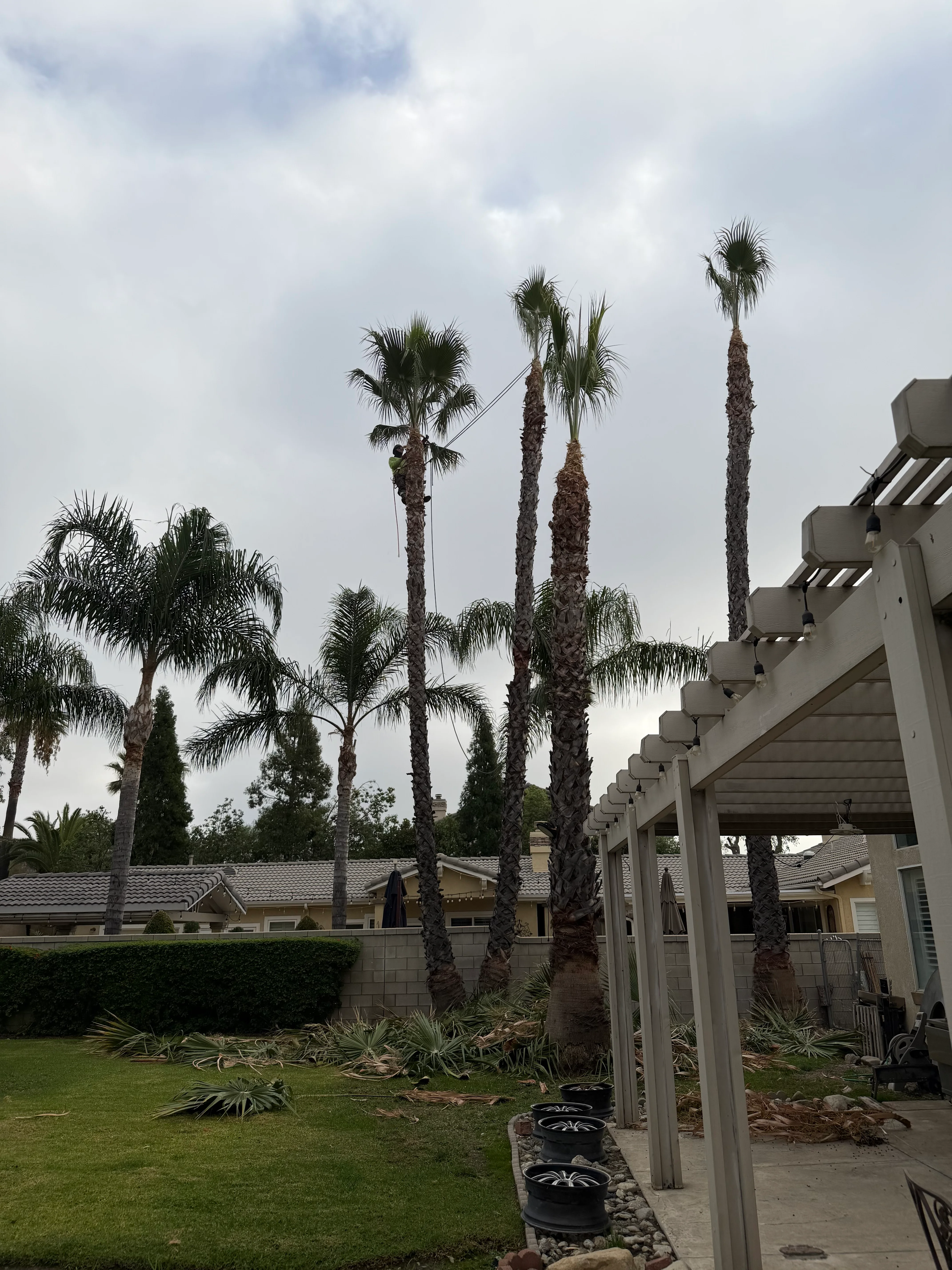 Four tall Mediterranean fan palms planted in backyard with pergola and lawn landscaping