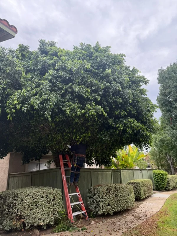 Large mature tree with dense green canopy being trimmed using ladder, with manicured hedges below